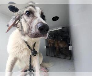 Border Collie-Unknown Mix Dogs for adoption in Houston, TX, USA