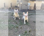 Small Photo #7 French Bulldog Puppy For Sale in VALLEJO, CA, USA
