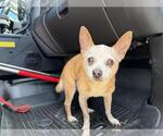 QUINCY - Male Chihuahua-Unknown Mix Dog for Adoption - Small photo