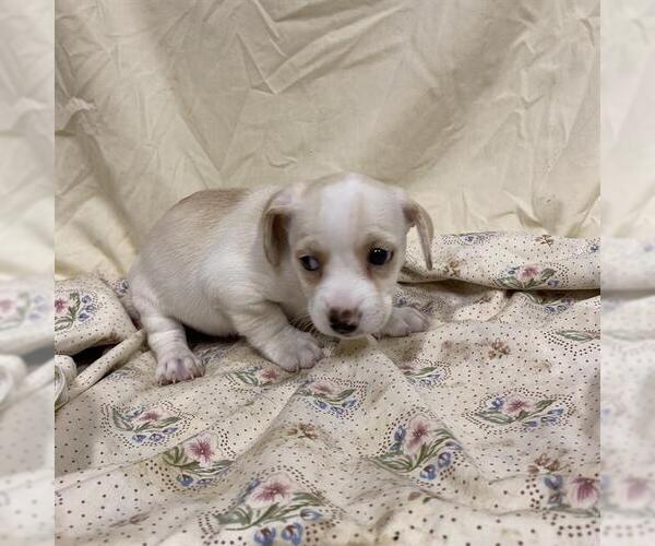 Medium Photo #1 Chihuahua-Unknown Mix Puppy For Sale in Modesto, CA, USA