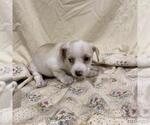 Small Chihuahua Mix