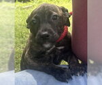 Small #2 Bulldog-Labrador Retriever Mix