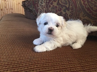 Mal-Shi Puppy for sale in CONOVER, NC, USA