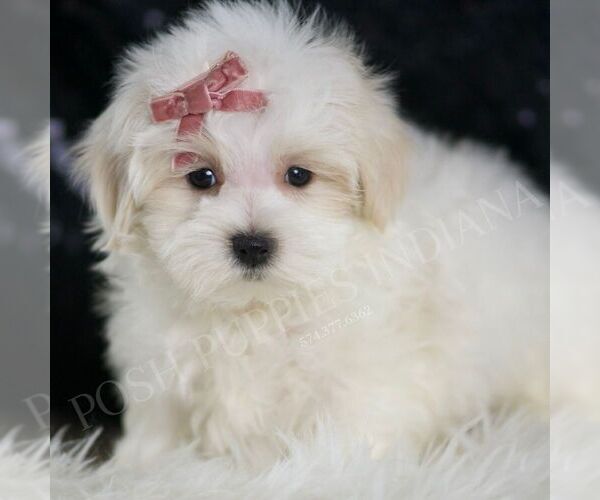 Medium Photo #3 Maltipoo Puppy For Sale in WARSAW, IN, USA