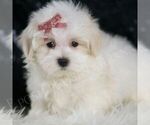 Small #2 Maltipoo