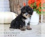 Small #3 Bernedoodle (Miniature)