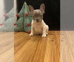 Puppy 4 French Bulldog