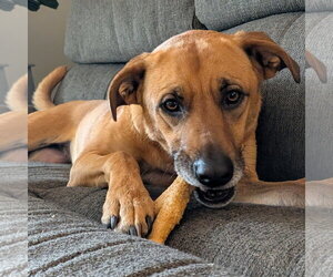 Mutt Dogs for adoption in Fargo, ND, USA