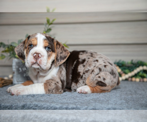 Beabull Litter for sale in MILLERSBURG, OH, USA