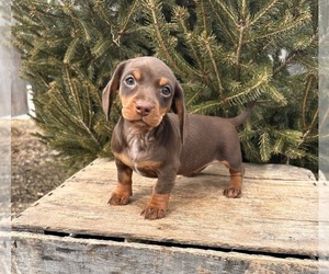 Dachshund Puppy for sale in MIDDLEBURY, IN, USA