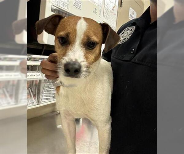 Medium Photo #1 Rat Terrier-Unknown Mix Puppy For Sale in Conroe, TX, USA