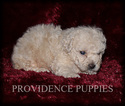 Small Photo #7 Poodle (Miniature) Puppy For Sale in COPPOCK, IA, USA