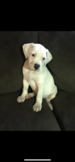 American Bulldog Puppy for sale in WALLINGFORD, CT, USA