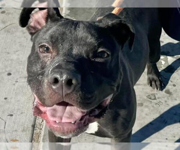 Medium Photo #4 American Staffordshire Terrier-Labrador Retriever Mix Puppy For Sale in Chandler, AZ, USA