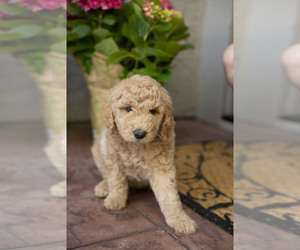 Goldendoodle Puppy for sale in CITRUS HEIGHTS, CA, USA