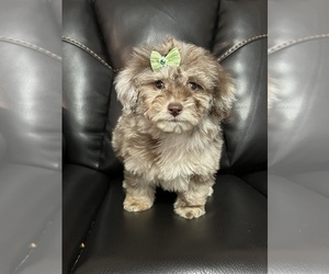 Poodle (Miniature) Puppy for sale in LANCASTER, KY, USA
