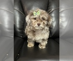 Small Photo #1 Poodle (Miniature) Puppy For Sale in LANCASTER, KY, USA