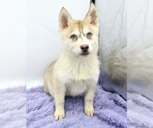 Siberian Husky Puppy for sale in SANDY HOOK, KY, USA