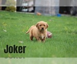 Puppy Joker Golden Retriever