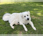 Small #1 Great Pyrenees Mix