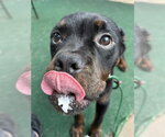 Small #3 Rottweiler