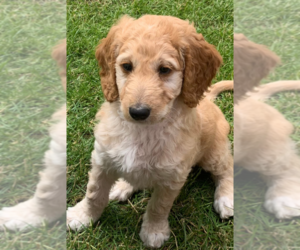 Goldendoodle Puppy for sale in KALISPELL, MT, USA
