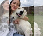 Small Photo #2 Great Pyrenees-Unknown Mix Puppy For Sale in Dallas, TX, USA