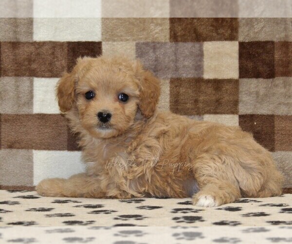 Medium Photo #2 Bernedoodle (Miniature)-Cavapoo (Miniature) Mix Puppy For Sale in DENVER, PA, USA