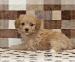 Small #1 Bernedoodle (Miniature)-Cavapoo (Miniature) Mix