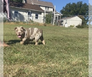 English Bulldog Puppy for Sale in CALIFORNIA, Missouri USA