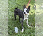 Small Boston Terrier