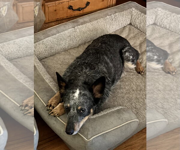 Medium Photo #5 Mutt Puppy For Sale in Garden City, NY, USA