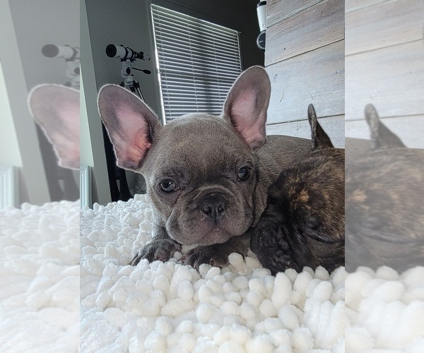 Medium Photo #4 French Bulldog Puppy For Sale in MARTINSVILLE, IN, USA