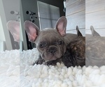Small Photo #4 French Bulldog Puppy For Sale in MARTINSVILLE, IN, USA