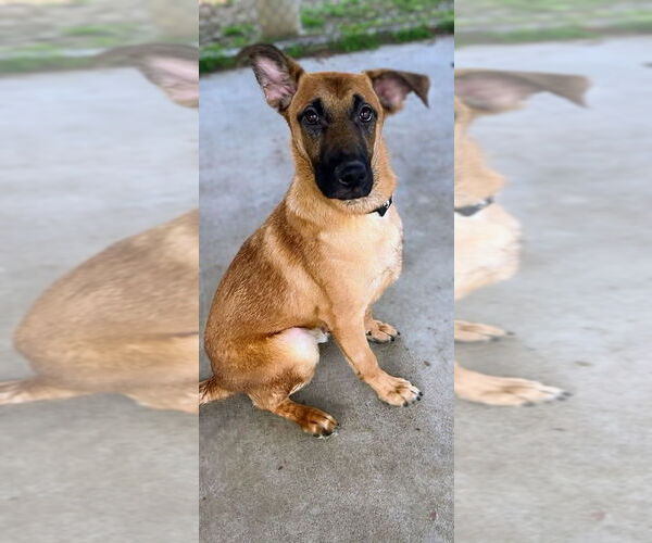 Medium Photo #1 German Shepherd Dog-Unknown Mix Puppy For Sale in Imlay City, MI, USA