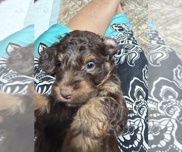 Medium Photo #9 Aussiedoodle Puppy For Sale in ASHEVILLE, NC, USA