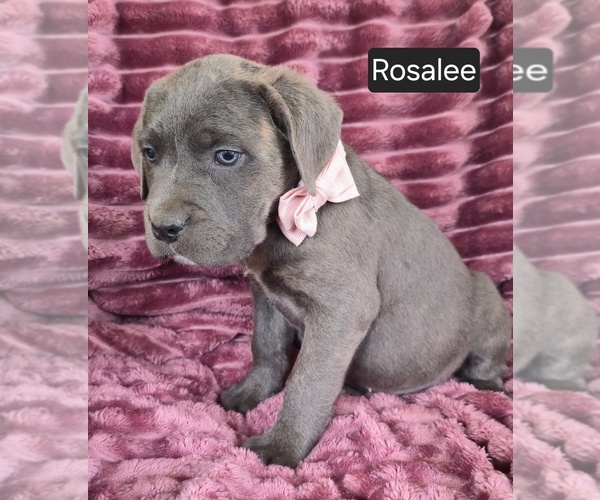Medium Photo #5 Cane Corso Puppy For Sale in MINERAL WELLS, WV, USA