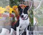 Small #4 Staffordshire Bull Terrier Mix