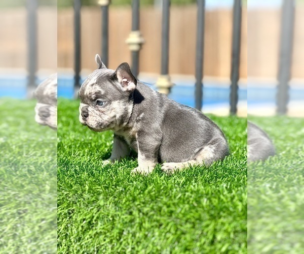 Medium Photo #15 French Bulldog Puppy For Sale in LONG BEACH, CA, USA