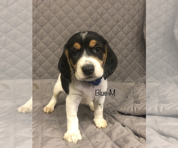 Medium Photo #3 Beagle Puppy For Sale in MUSTANG, OK, USA