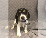 Small Photo #3 Beagle Puppy For Sale in MUSTANG, OK, USA