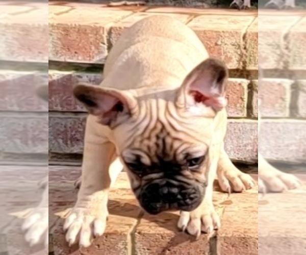Medium Photo #11 French Bulldog Puppy For Sale in HUDDLESTON, VA, USA
