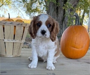 Cavalier King Charles Spaniel Puppy for sale in THORP, WI, USA