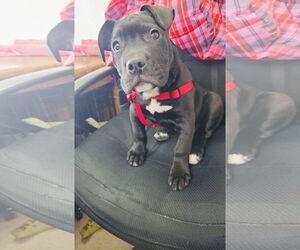 Tootsie Roll - Male Staffordshire Bull Terrier-Unknown Mix Dog for Adoption - Photo #2