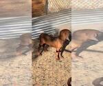 Small #4 Redbone Coonhound