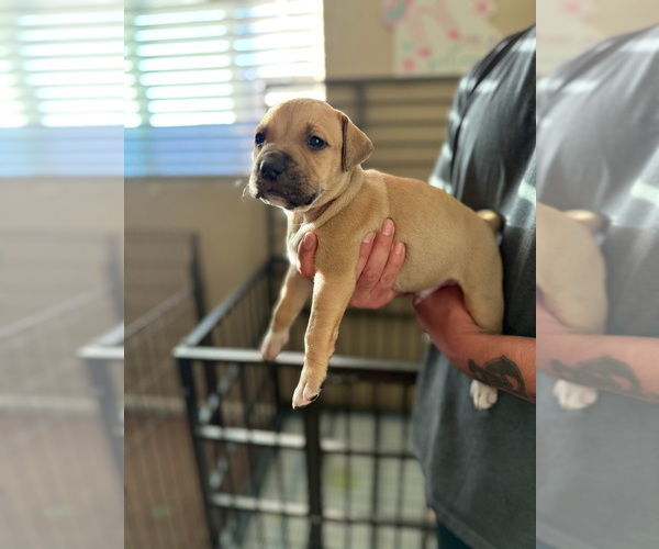Medium Photo #3 American Bulldog Puppy For Sale in LANCASTER, CA, USA