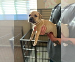 Small #2 American Bulldog