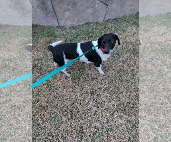 Medium Photo #3 Chiweenie Puppy For Sale in The Woodlands, TX, USA