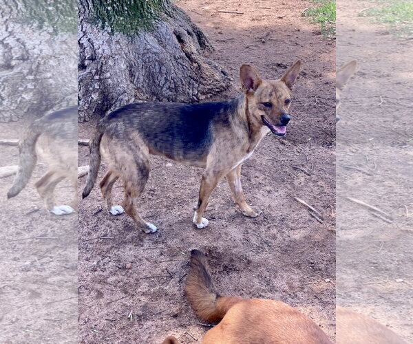 Medium Photo #4 Mutt Puppy For Sale in San Diego, CA, USA