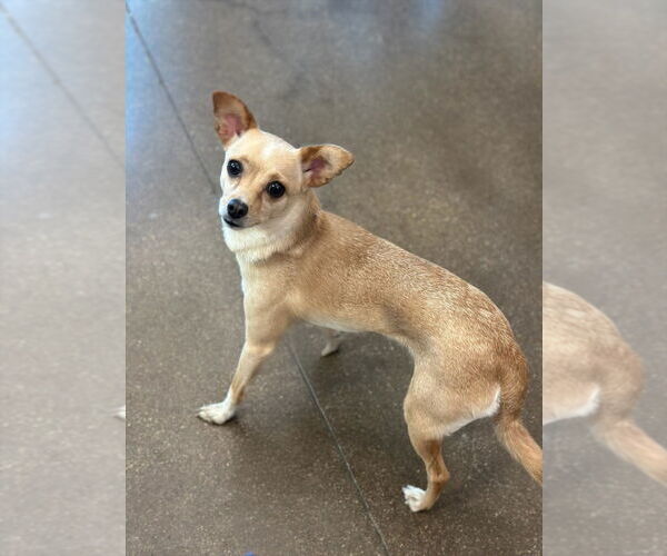 Medium Photo #2 Chihuahua Puppy For Sale in Canton, CT, USA